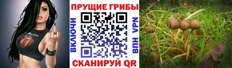 Псилоцибиновые грибы GOLDEN TEACHER  как найти закладки  Буйнакск 